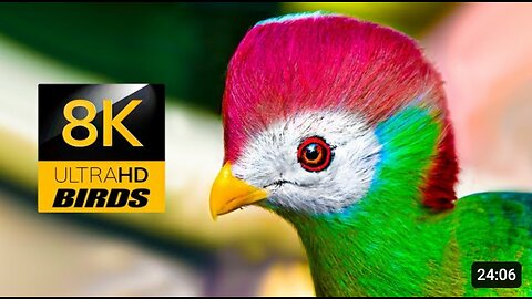 Ultimate Birds Collection 8K HDR 60FPS ULTRA HD