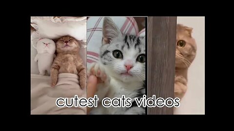 Amaizing funny lifestyle of cute cat😻| viral video of cat |