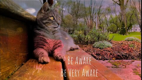 Cats Watch On Quietly As Danger Creeps Up On Camera Lady From Behind