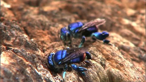 In May, for the first time since 2016, the "ultra-rare" metallic blue bee was spotted!