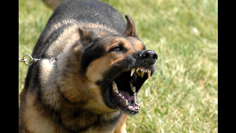 How To Make Dog Become Fully Aggressive With Few Simple Tips