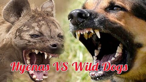 Vijender Kamboj Discovery Animal planet Voice Over Fight of Wild Dogs and Hyna Baritone male voice