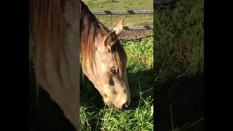 Just watching Arthur eat grass.