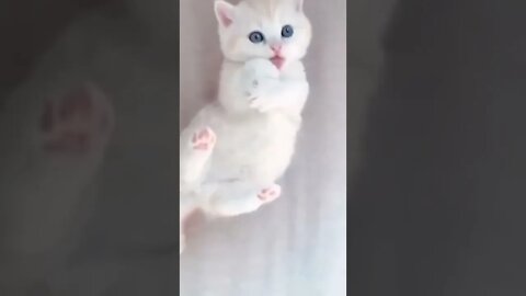 so cute🐈cat 😺#catlover #animals #youtubeshorts