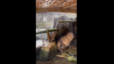 Chillin’ Like a Capybara