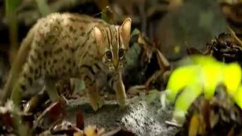 The Cutest Smallest Cat Ever ! Adorable and Tiny!