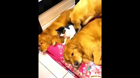 The funny dog ​​annoys the cat a lot🤣 trending video