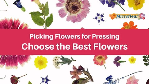 Picking Flowers for Pressing - Choose the Best Flowers