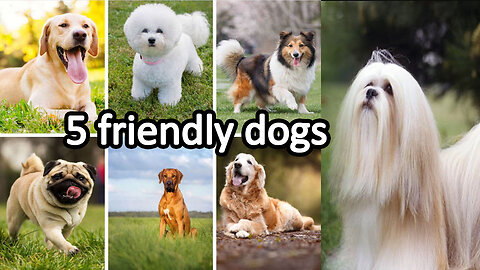 National Dog Day | The top 5 friendly dog breeds