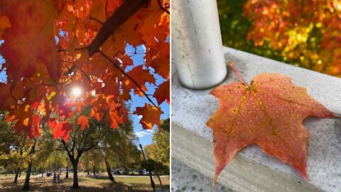 This Is Toronto's Most Beautiful Weekend Of The Year So Get Out There!