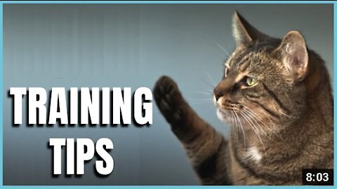 The Basic Cat Training Tips