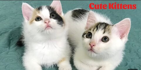 Cute Kittens - Funny and Cute Cat Videos Compilation 2023