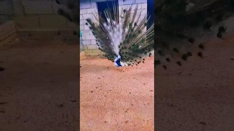 Beautiful peacock dance.! #status #nature #shorts