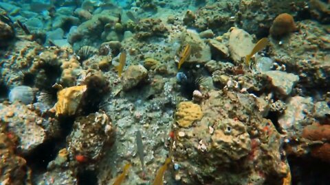 coral reef with fishes Martinique anse dufour underwater shot