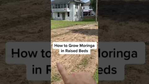 How to Grow Moringa in Raised Beds