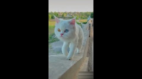 Funny Cats - cute and Funny Cats Reaction Videos Compilation #3 | Pets and Wild