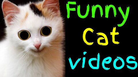 Laugh Out Loud with the Funniest Cat Compilation Ever