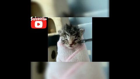 Cute kitten compilation, funny kitten video 🥰🥰