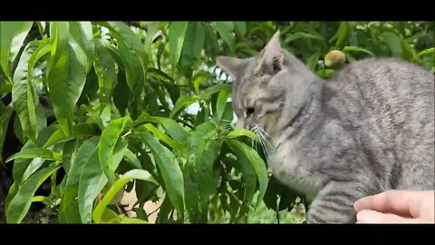 Cat among the peaches...