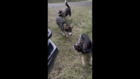 Mushroom picking with the fur Babies