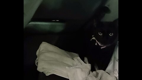 My Cat Shadow Seeing Ghosts, Ghouls & Spirits