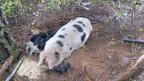 Bacon's Farrowing Nest