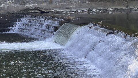 Salmon run Humber River 2022 edition 33