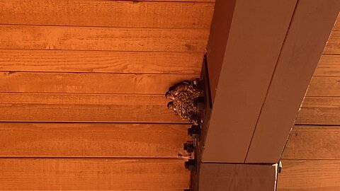 Barn Swallow Family