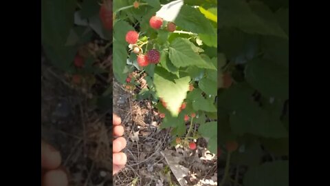 Picking Some Raspberries #HomeGrown