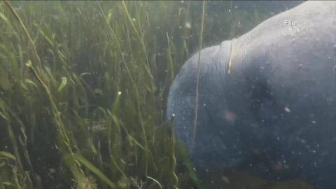 Planting, preserving eel grass vital for marine life in Loxahatchee River