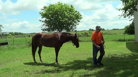 Part 2 - Moving New Horse Belle - Continuing To Evaluate & Find Holes In Training