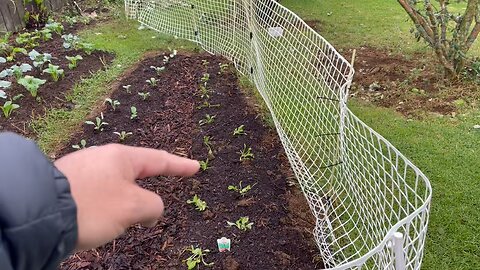 Planting spring Vegetables