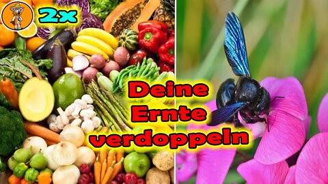 2 Mal mehr ernten