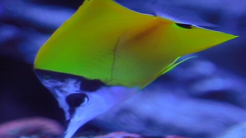 Yellow longnose butterflyfish , jelly fish , mandarin