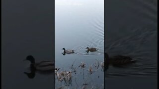 Common moorhen and mallards, evening in Dungannon Park