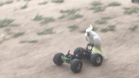 "Cockatoo Bird Loves Car Rides"