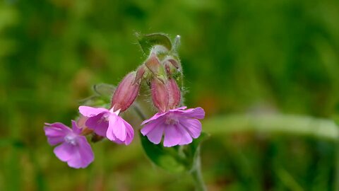 "Red Campion: A Guide to the Iconic Wildflower"