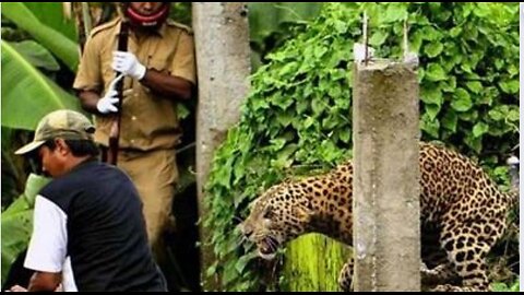 LEOPARD PRANK! - In Camden Town!