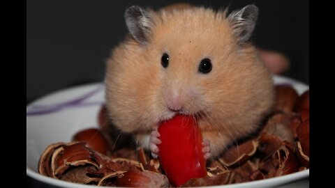 CUTE HAMSTER COMPILATIONS