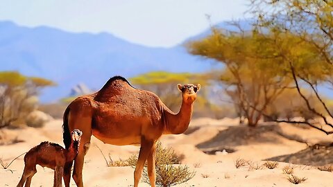 camel | the beauty of a camel in the desert ( No Copyright Videos) Free Footage Stock (Full HD)