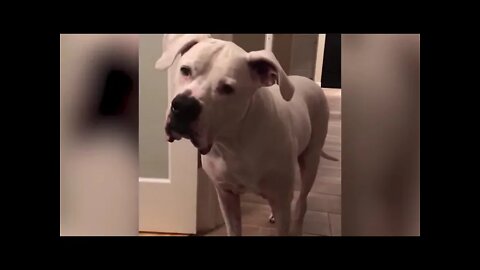 Funniest Confused Pets Compilation 2021 Funny Pet Videos