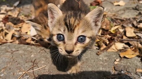 Stray kitten walking toward me is way too cute