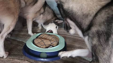 Huskies Go Crazy For Cat Toy