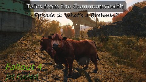 Fallout 4 Jet Fueled What's a Brahmin? Tales from the Commonwealth