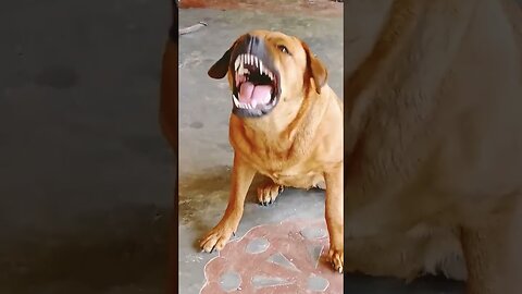 Dog sound||dog barking|| 🥰🥰#shorts #dogbarking #viralshorts #youtubeshorts #dog sound