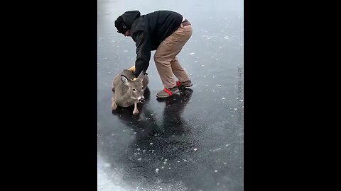 Saving Stranded Deer In A Frozen Pond #viralclips #viralvideos