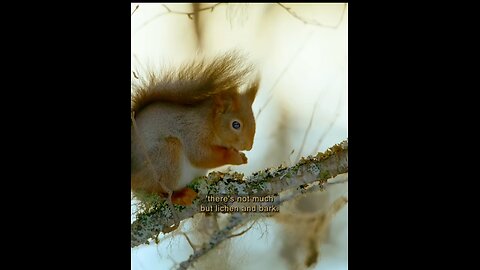 Squirrel 🐿️ is challenging it's meal with it's predators