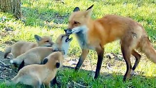 Fox Cubs Greet Their Mom, Then Wrestle Each Other