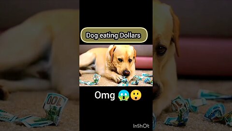 Dog eating Dollars | ua58sb #shorts #animals #funnyanimals