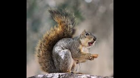 a squirrel eating nuts